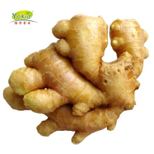 Bulk Chinese Exporter Air Dry Dried Fresh Mature Super Cheap Ginger